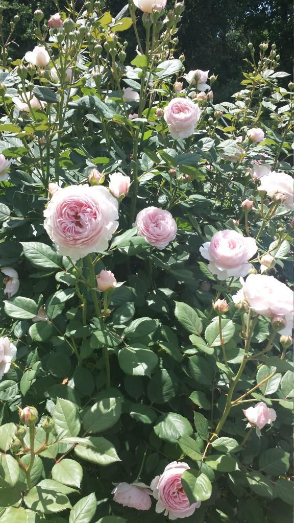  photo 20140517_141319_zpsekq92h5c.jpg